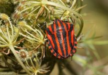 05 Streifenwanze Wilde Moehre Rodenbach